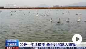 央视新闻丨河北晋中：：又是一年迁徙季 桑干河湿地天鹅舞